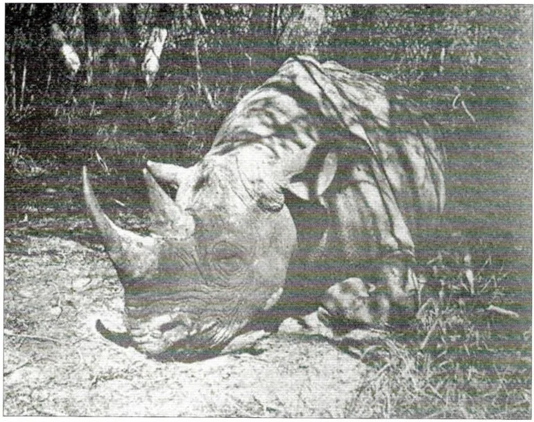 Black rhino first photo — Rhino Resource Center