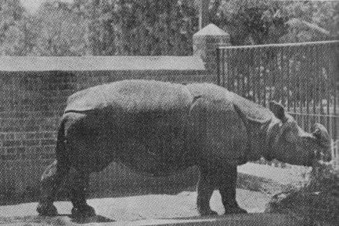 Javan Rhino in Adelaide