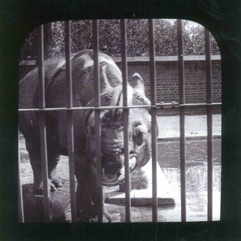 Javan Rhino in Adelaide Zoo