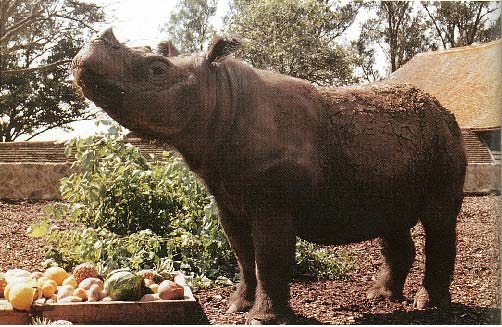 Torgamba in Port Lympne 1984