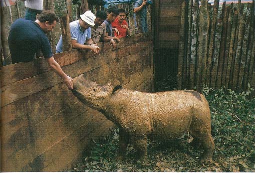 Torgamba captured in Sumatra