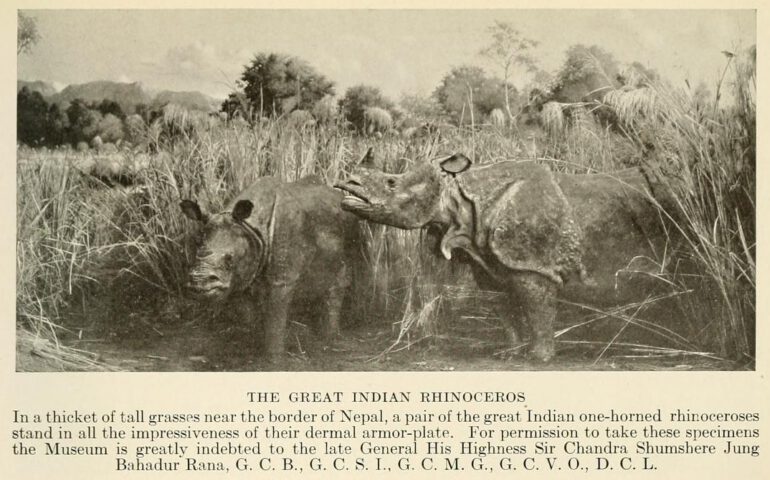 Nepal Rhinos in New York museum