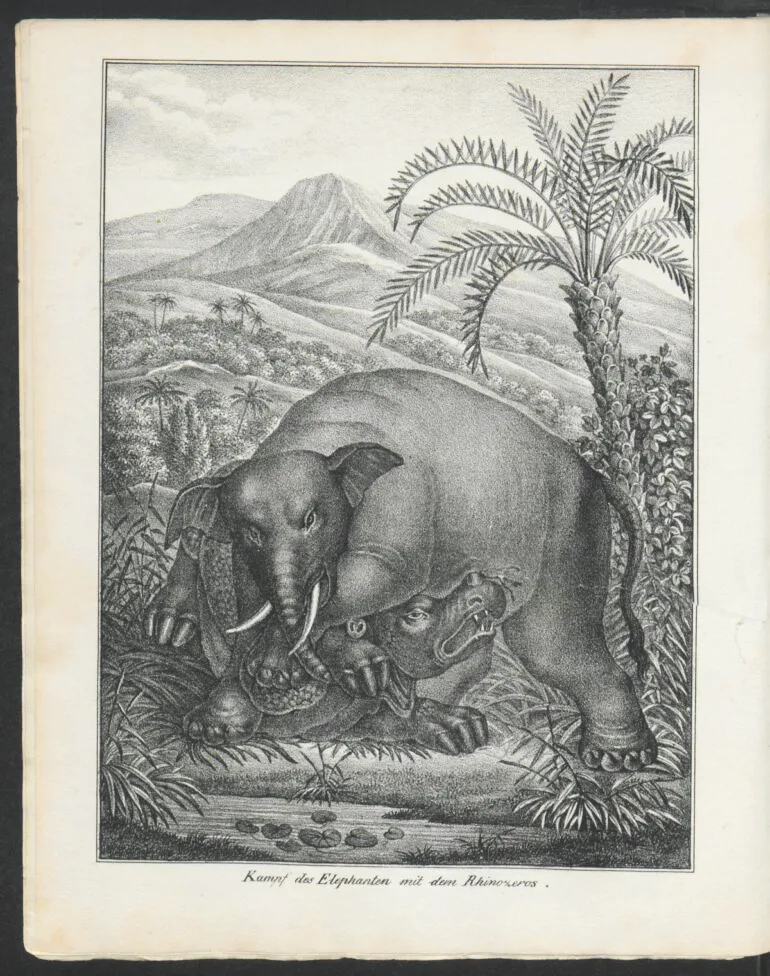 Fight of the Elephant