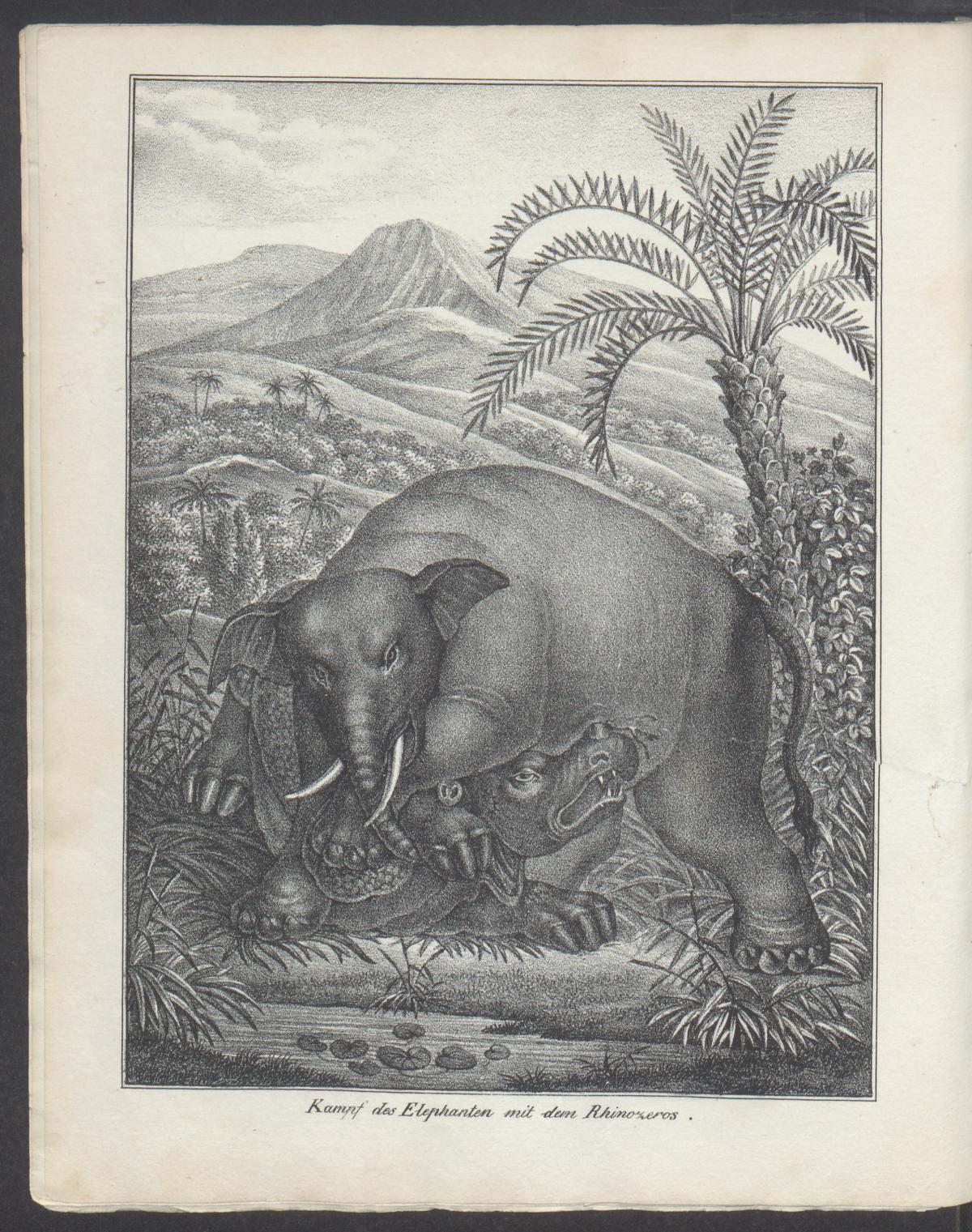 Fight of the Elephant