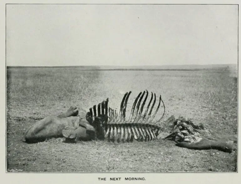 Buxton 1902 Black rhino carcass — Rhino Resource Center