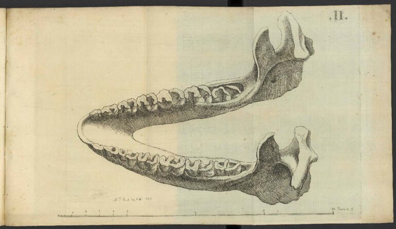 Merck 1786 Lower Jaw