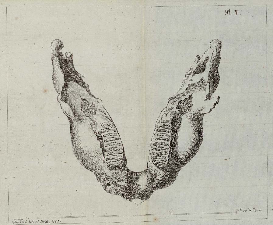 Merck 1784 Lower jaw