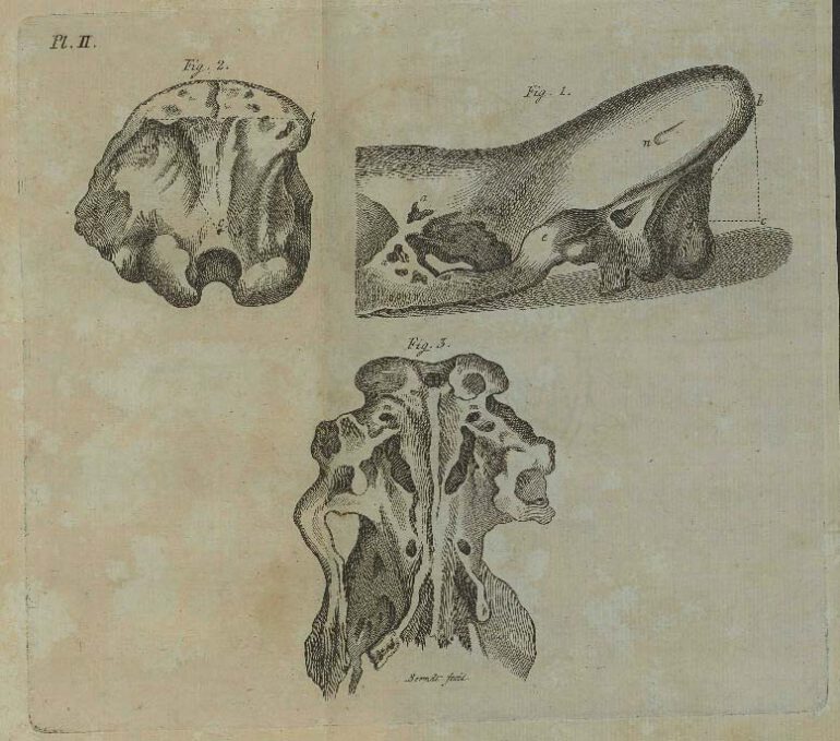 Merck 1782 Fossil bones