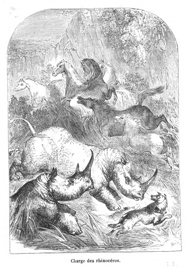 Reid Charging rhinos