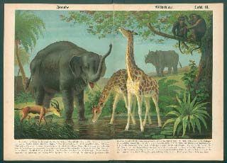 Staub African animals