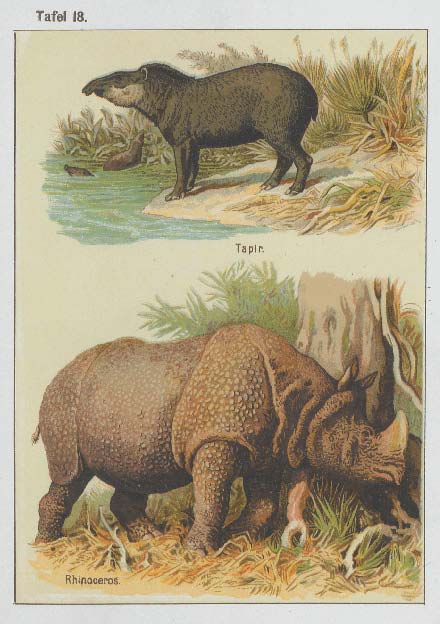 Black rhino by Leutemann