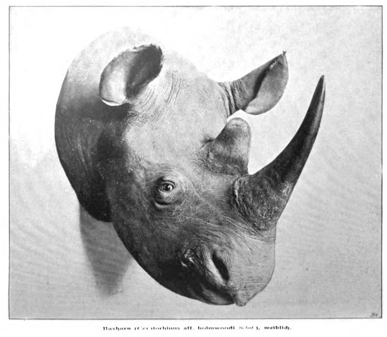 Niedieck tropy rhino