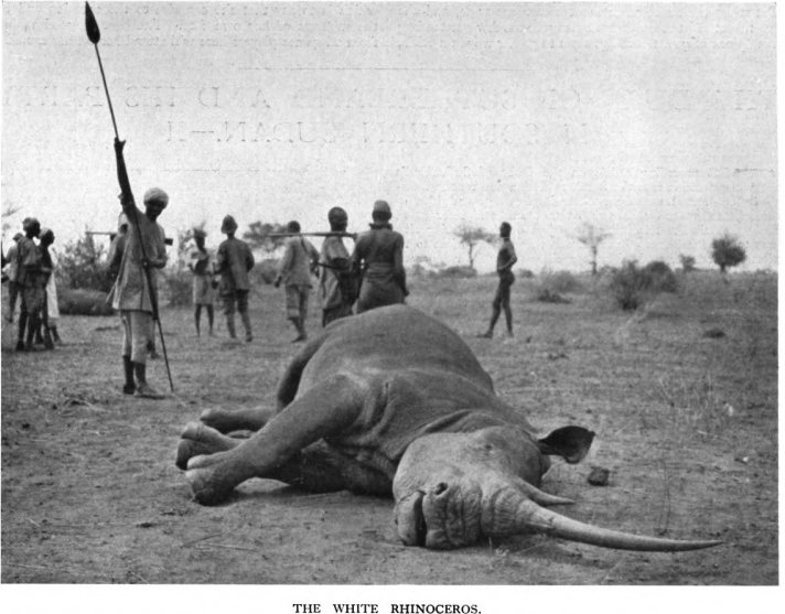 Sutherland and white rhino