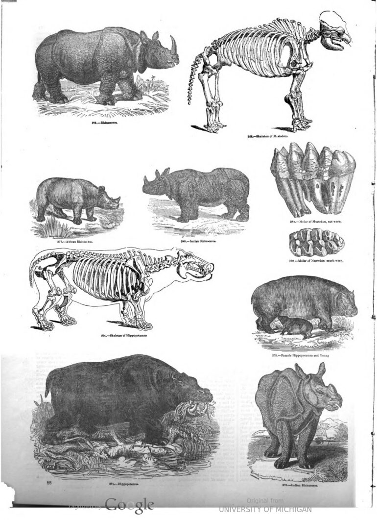 Pictorial Museum 1851