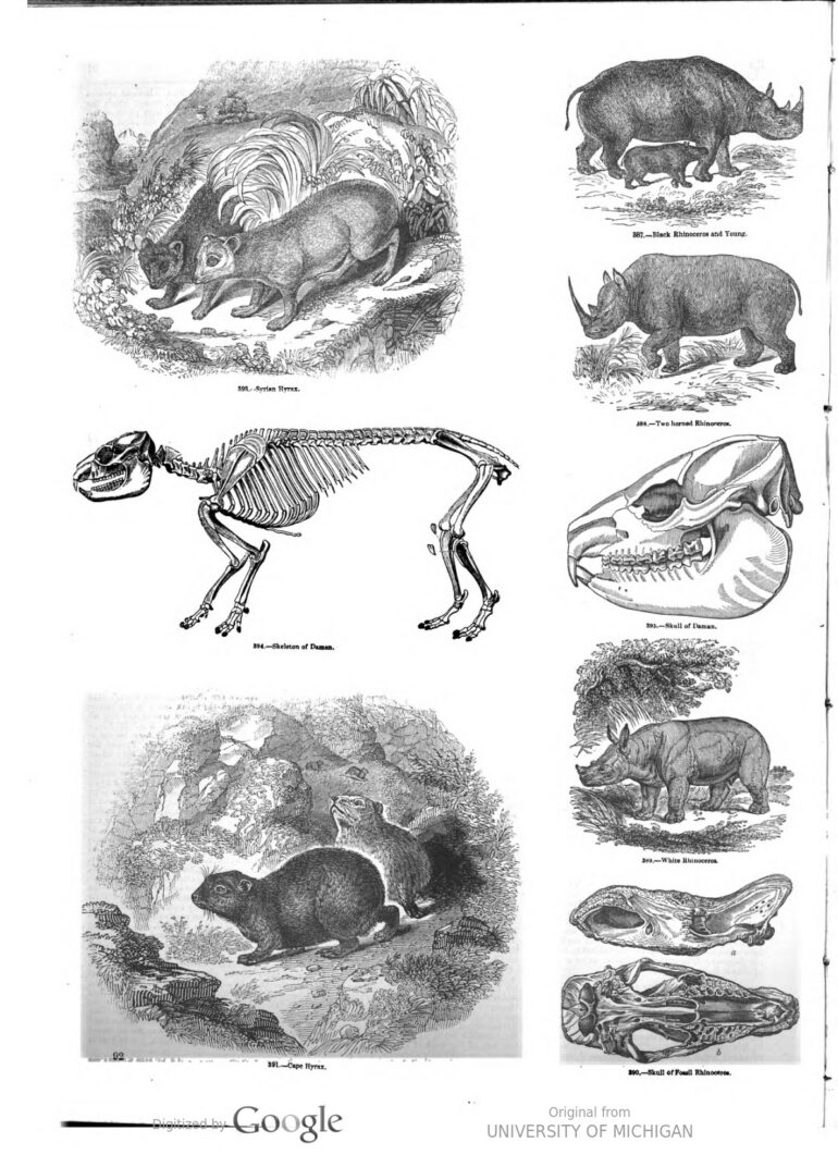 Three species of rhino 1851