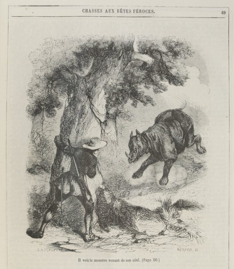 Duvaucel attacked by rhino