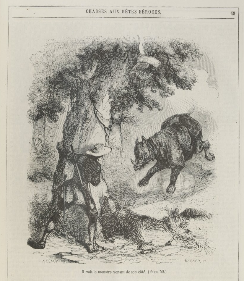 Duvaucel attacked by rhino