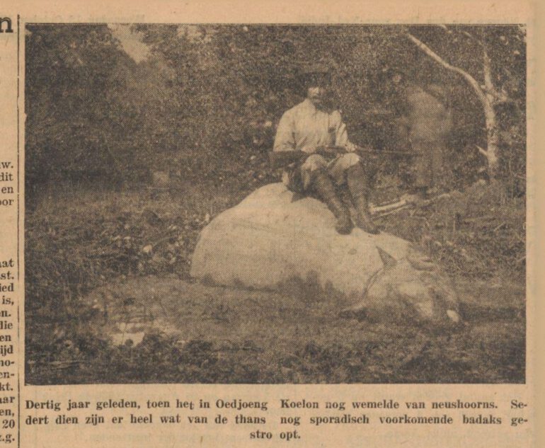 Javan rhino in Ujung Kulon