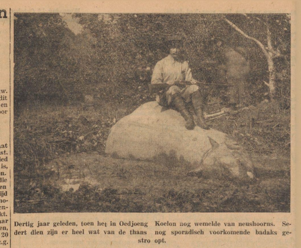 Javan rhino in Ujung Kulon