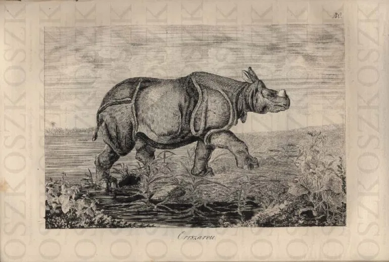 Orrszarvu 1834