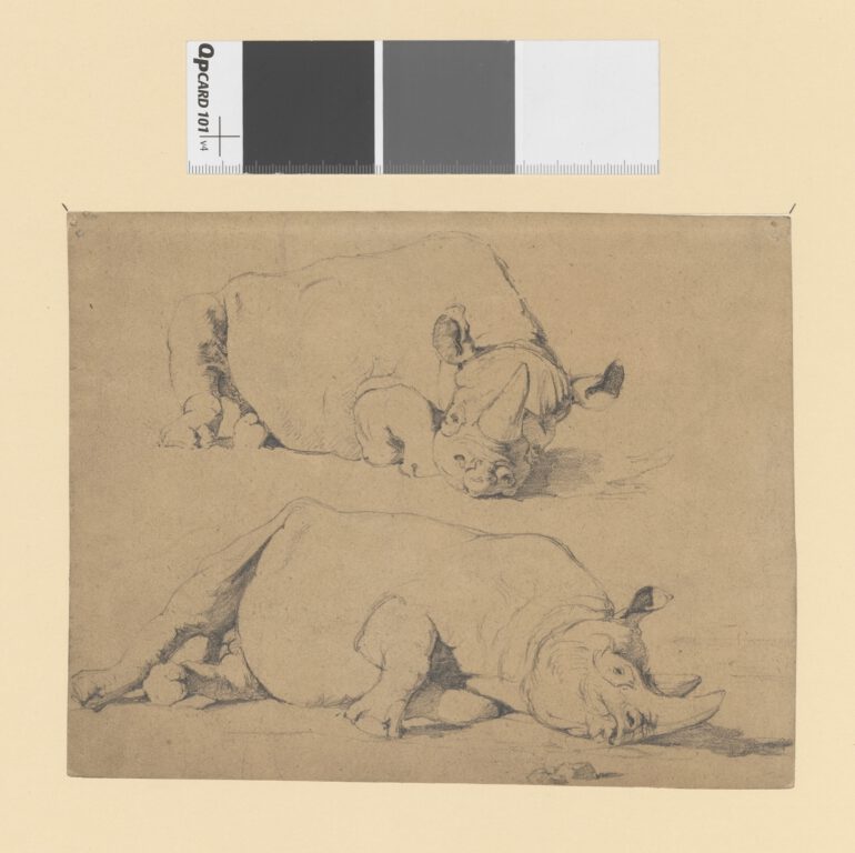 Dressler rhino studies