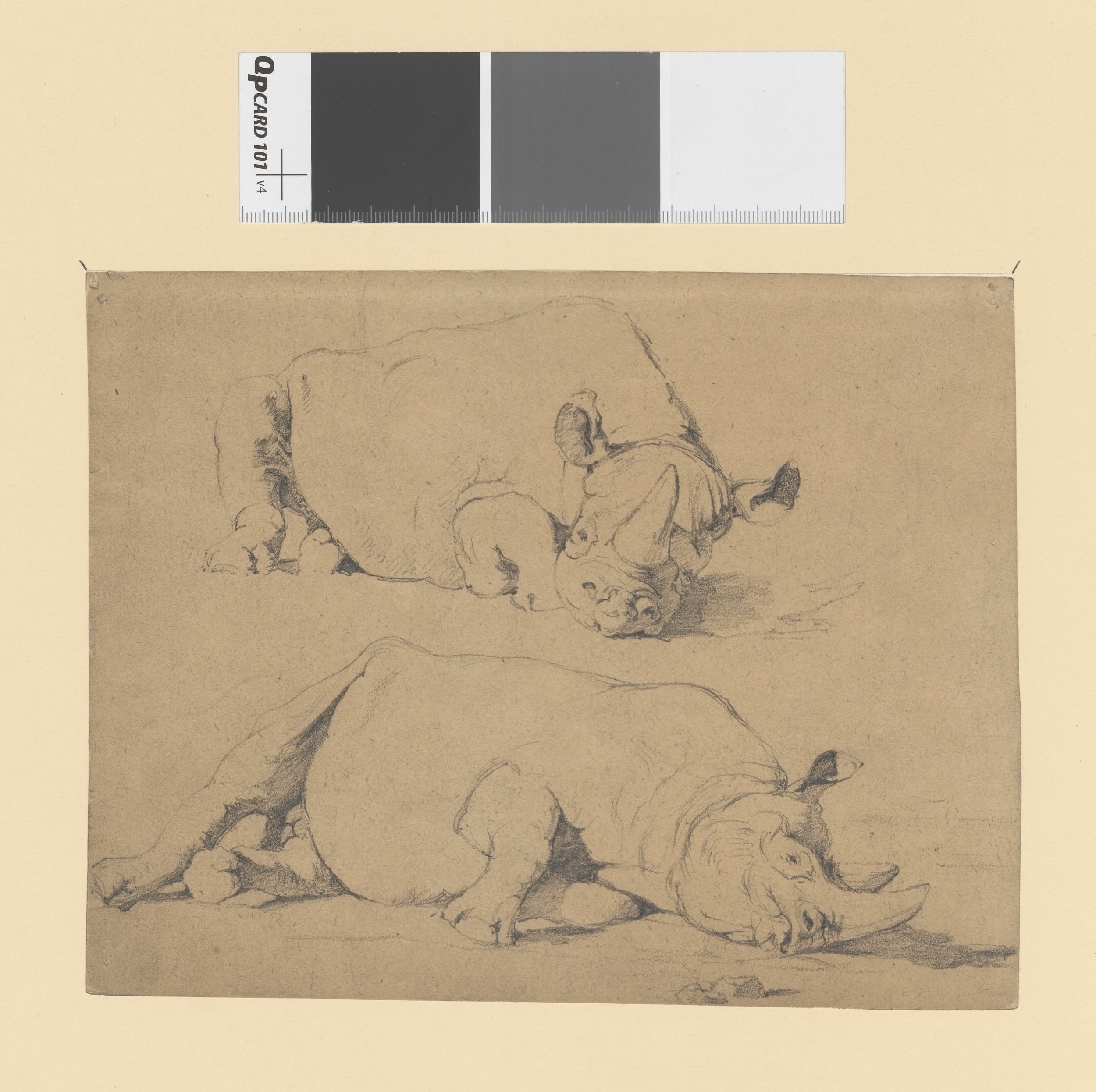 Dressler rhino studies