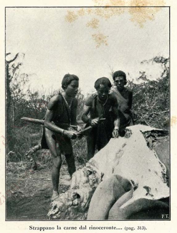 Removing flesh from rhino