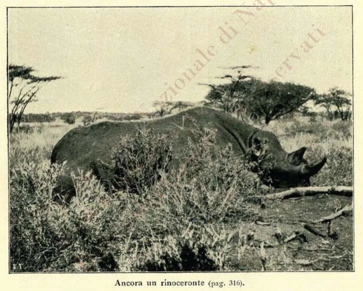 white rhino with wide lip — Rhino Resource Center