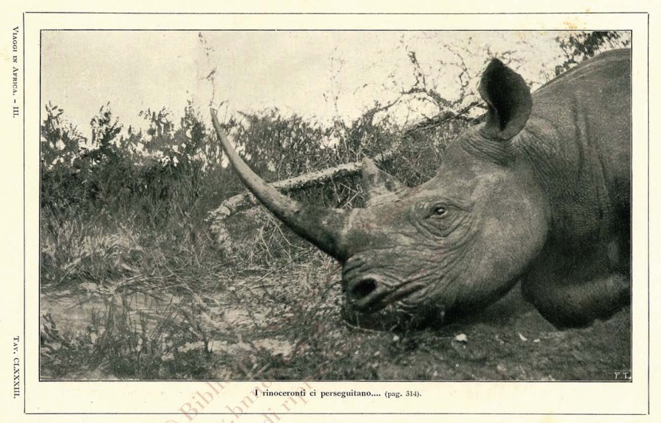 Head of black rhino