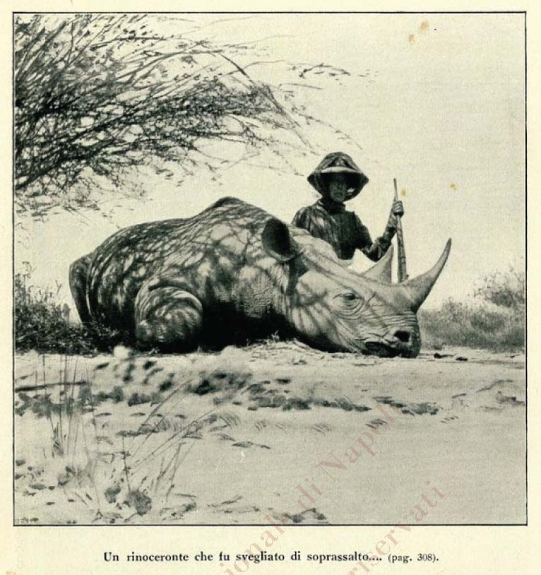 Elena of Aosta and rhino