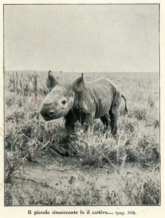 Captured black rhino — Rhino Resource Center