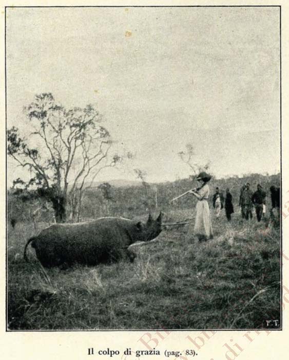 Coup de Grace black rhino