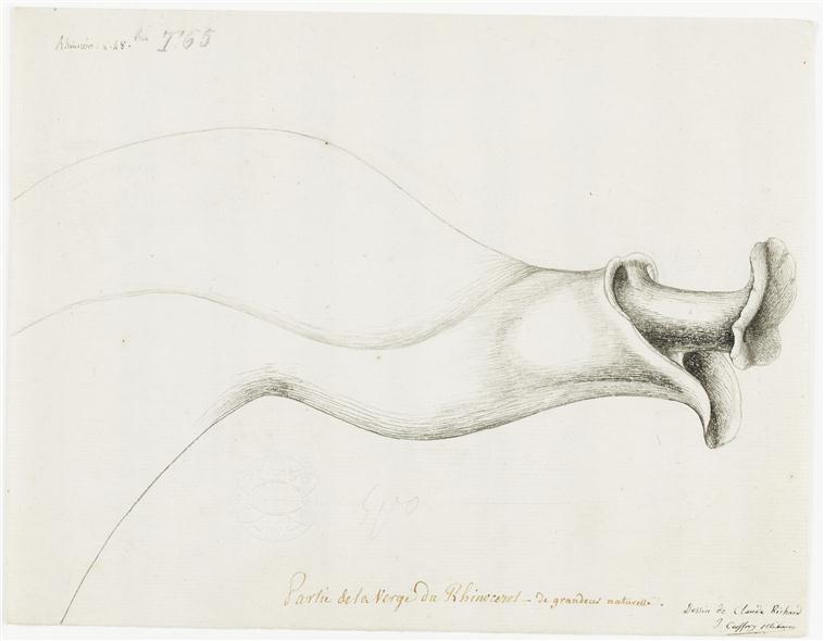 Anatomy of Versailles rhinoceros 1793