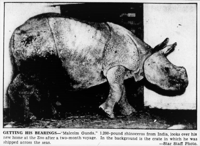 Gunda, a gift from Assam, India