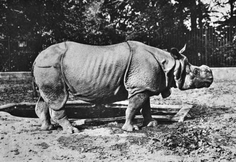 Hornaday’s Great Indian rhinoceros “Mogul”