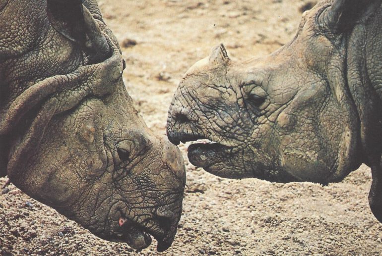 Tarun (L) and Rajkumari (R) at the National Zoo