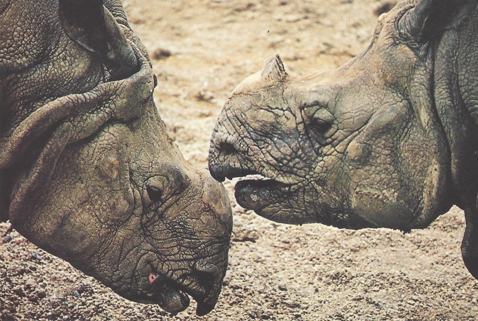 Washington DC: Indian rhinos