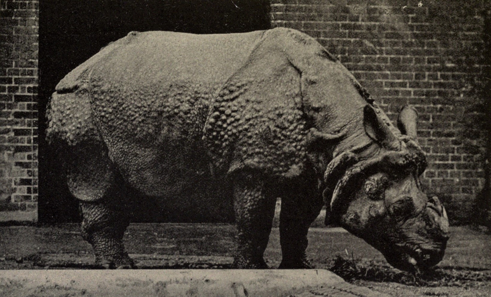 “Tom” an Indian rhino from Cooch Behar