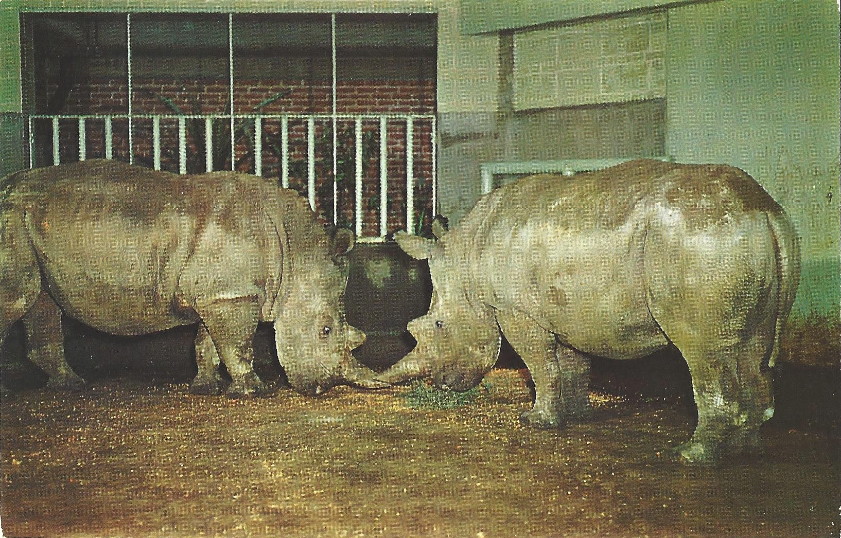 Northern White rhinos at St. Louis Zoo