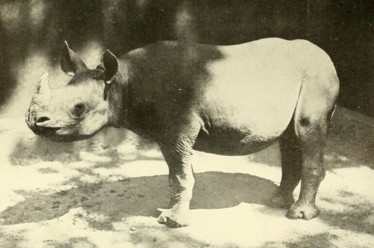 National Zoo’s first Black rhinoceros