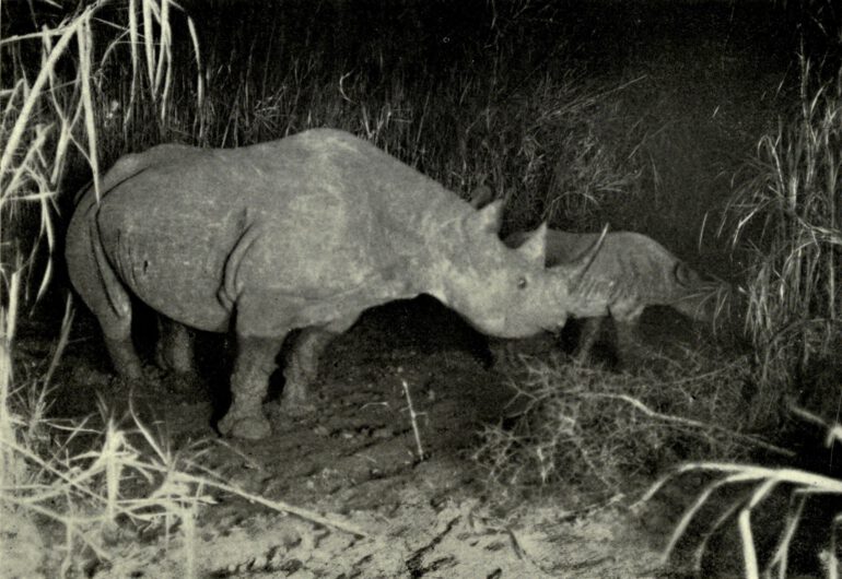 Flashlight view of female Black rhino and calf