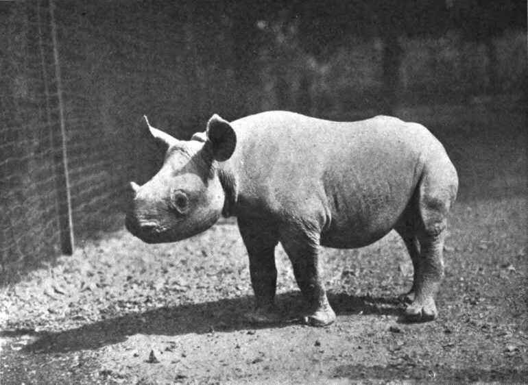 “Mesoviro”, a male infant Black rhino from Tanzania