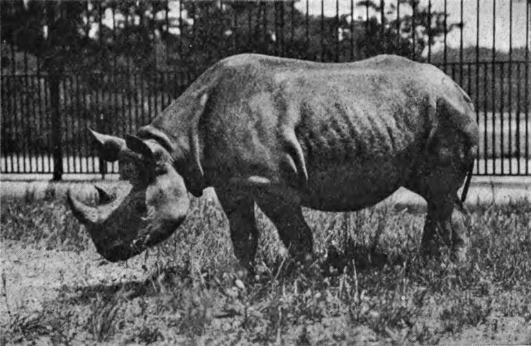 “Victoria” a female Black rhino at the New York Zoo