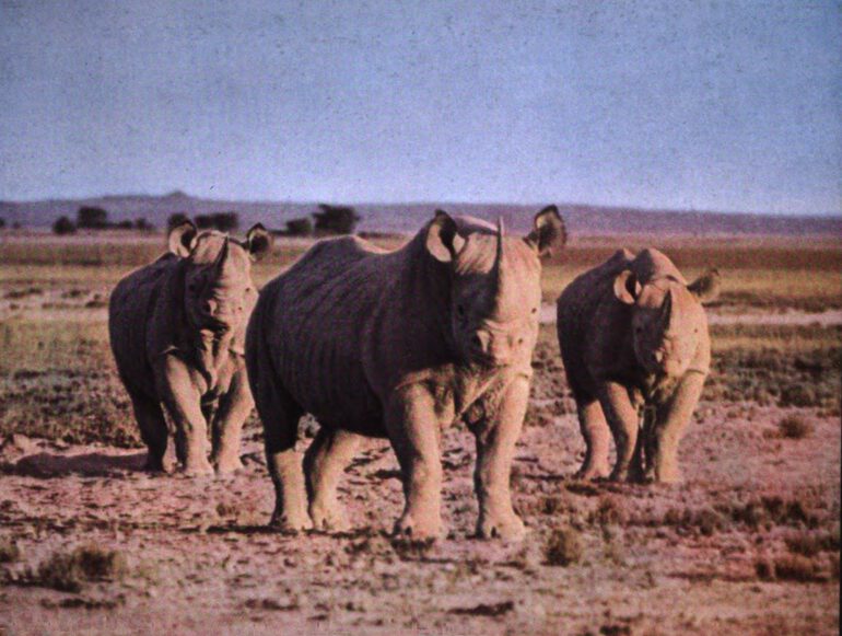 Black rhino study in Amboseli NP, Kenya