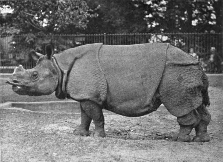Bessie was captured in Nepal by Frank Buck