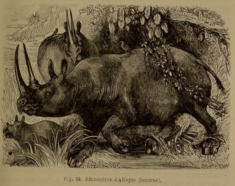 Figuier 1869 African rhino