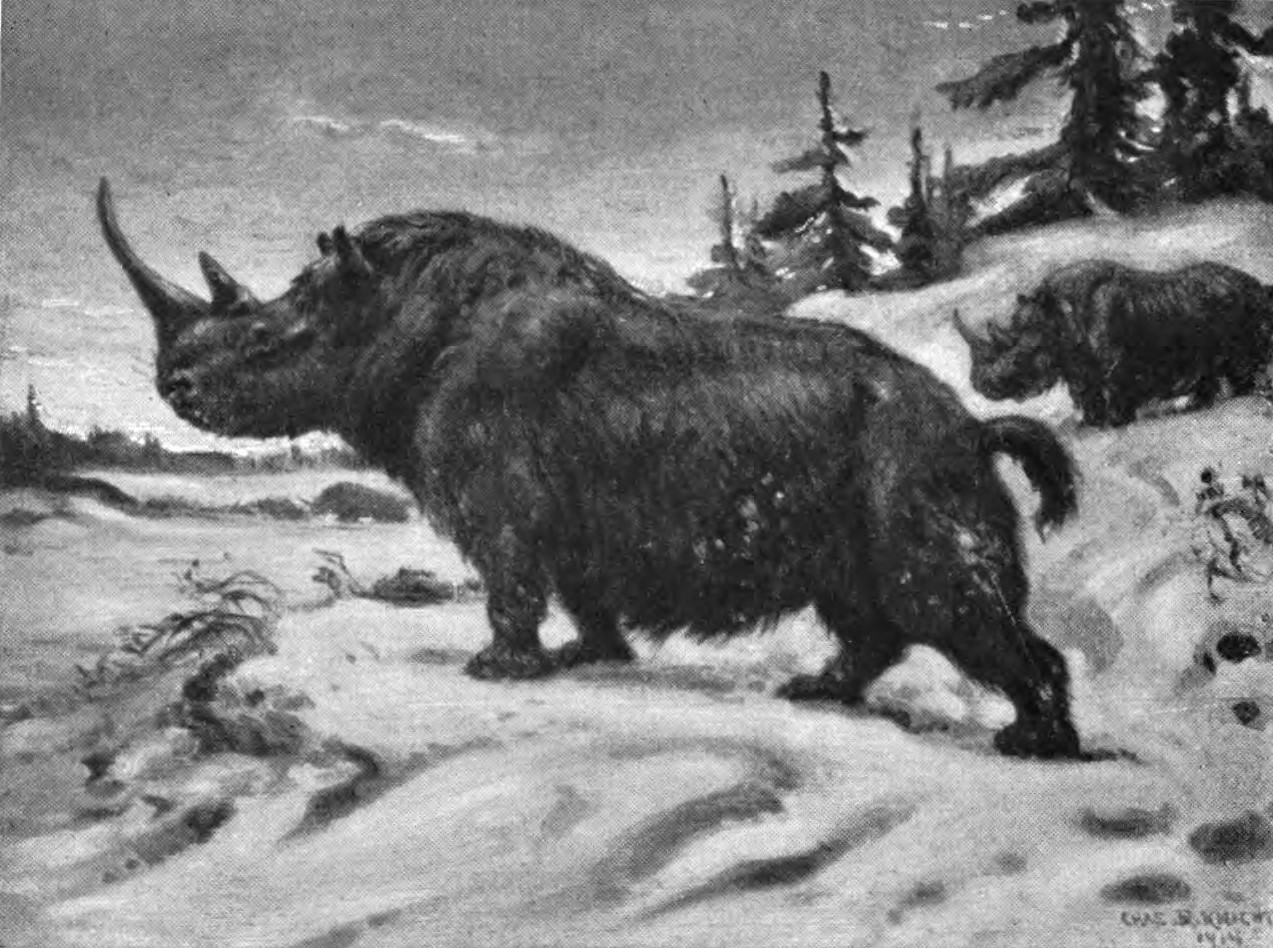 Woolly rhinoceros