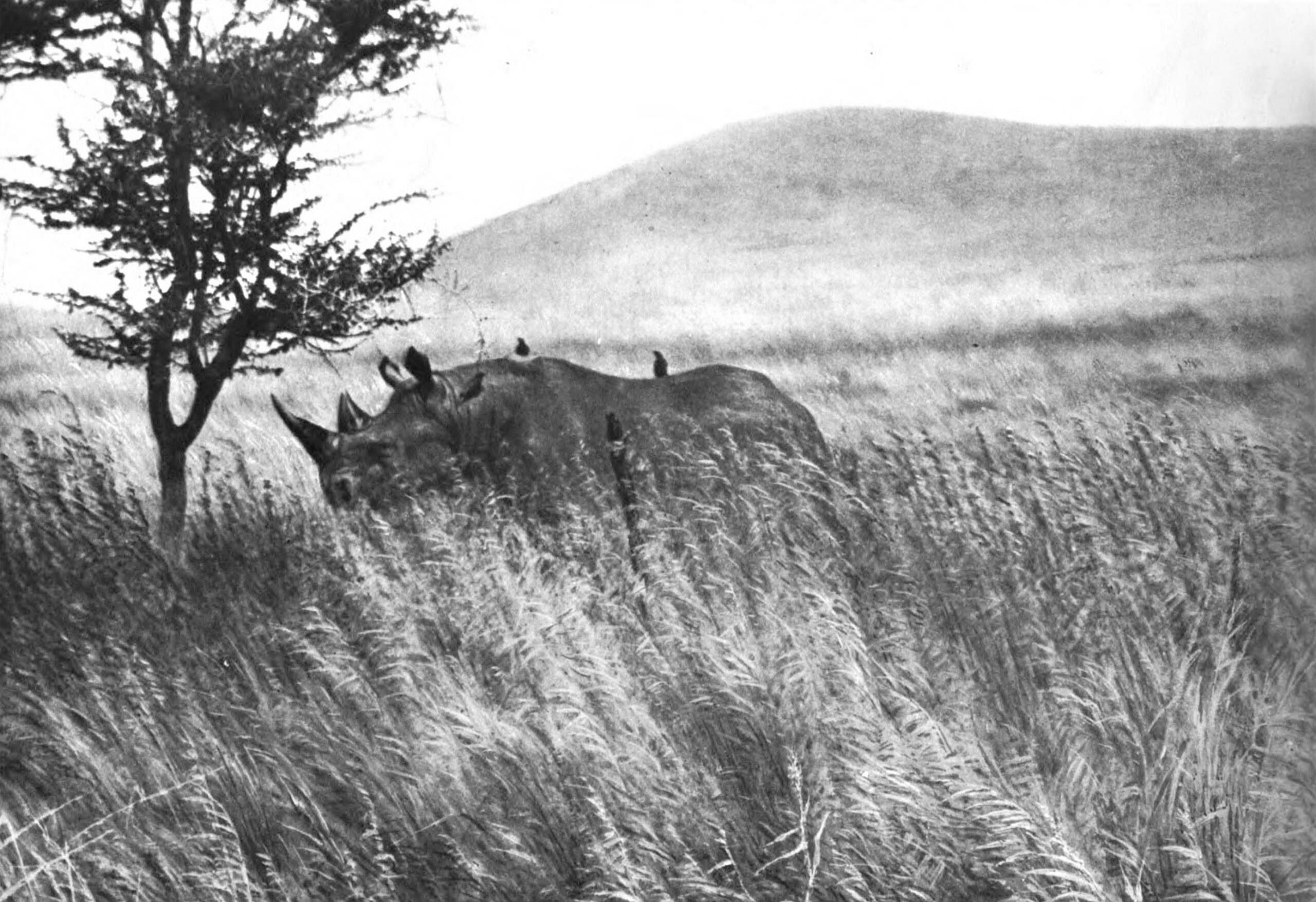 Black rhino near Kilimanjaro, Tanzania