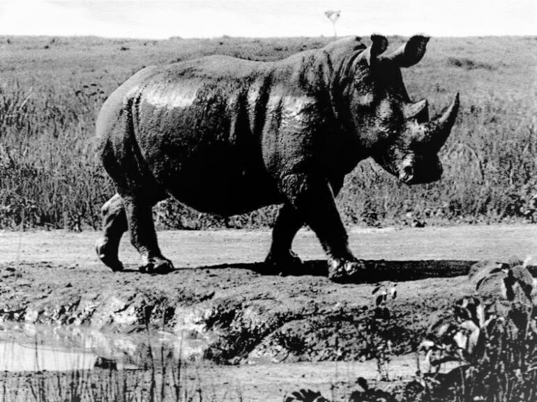 White rhino bull at Garamba National Park