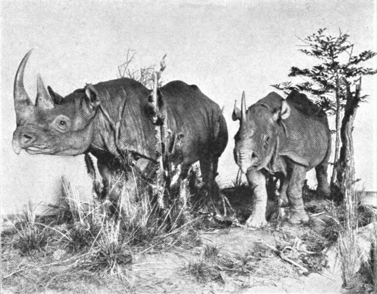 Black rhino mounting at Carnegie Museum of Natural History